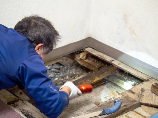 Clinton, LA Mold Removal Company