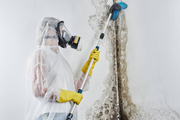 Best Best Mold Removal Companies  in Clinton, LA
