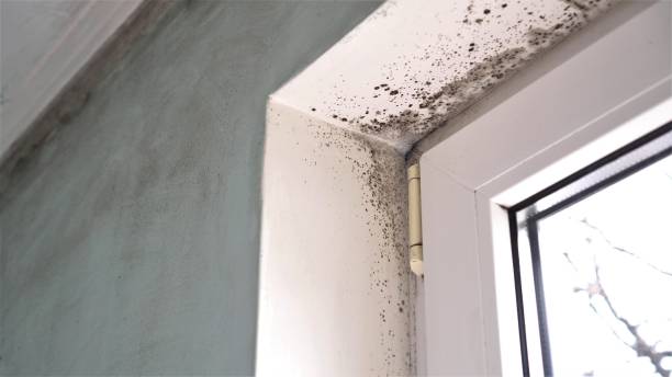 Best Crawl Space Mold Removal  in Clinton, LA