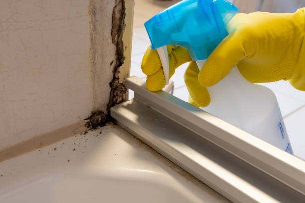  Clinton, LA Mold Removal Pros