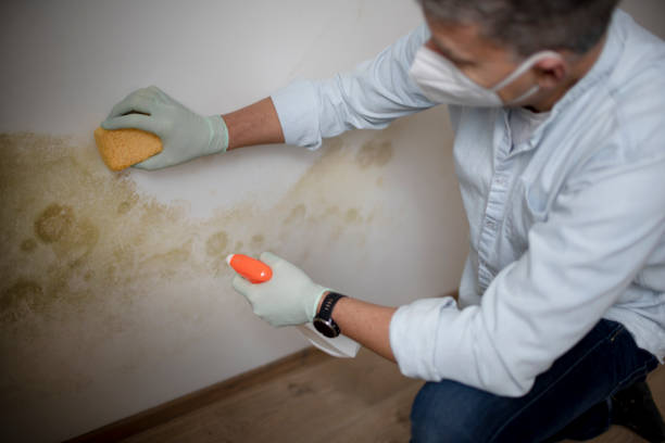 Best Fast Mold Removal  in Clinton, LA