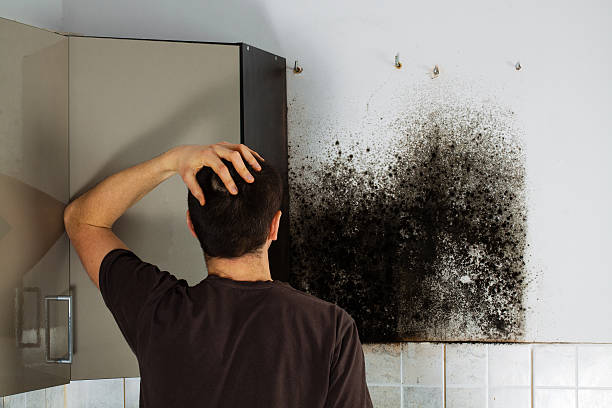 Best Mold Damage Repair  in Clinton, LA