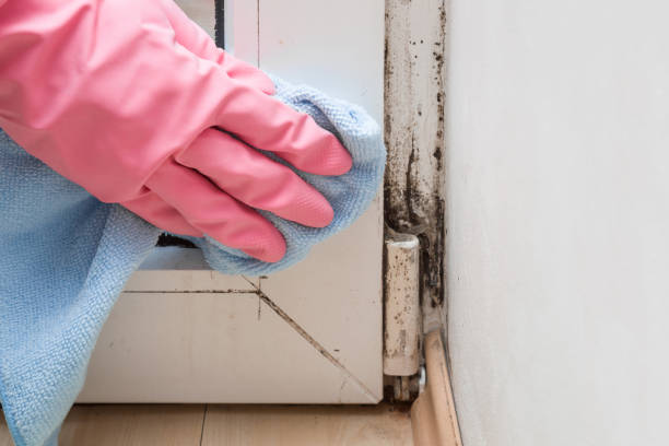 Attic Mold Removal in Clinton, LA