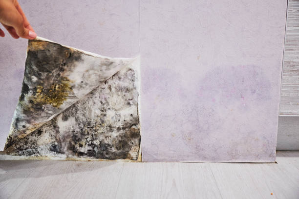 Best Attic Mold Removal  in Clinton, LA